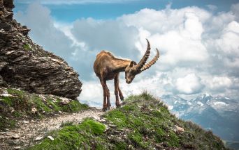 Ibex Alpino